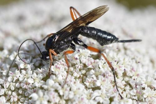 Réf. 224 878 : Pimpla rufipes
